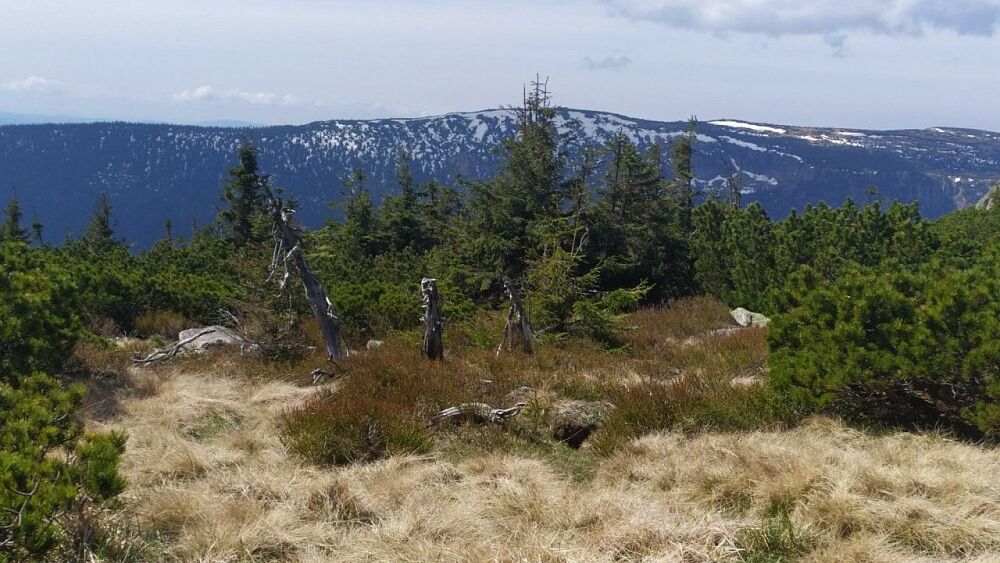 Můj první rok horobraní