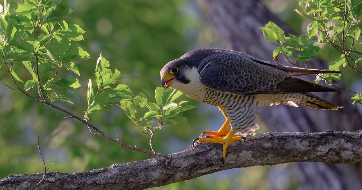 Desafio das aves
