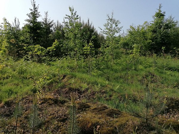 Kalich