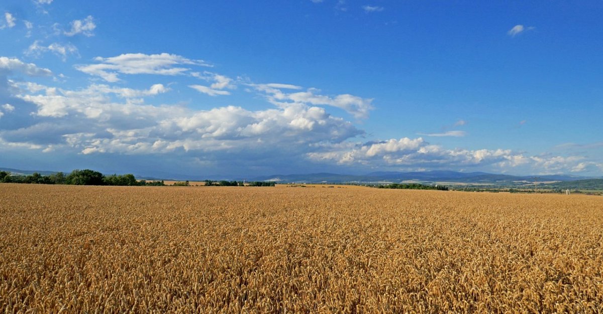 Bradlec (311&nbsp;m)