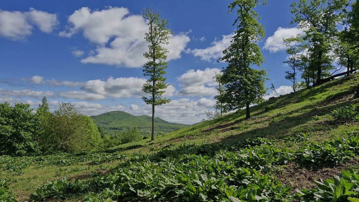 Malý Boreček (507&nbsp;m)