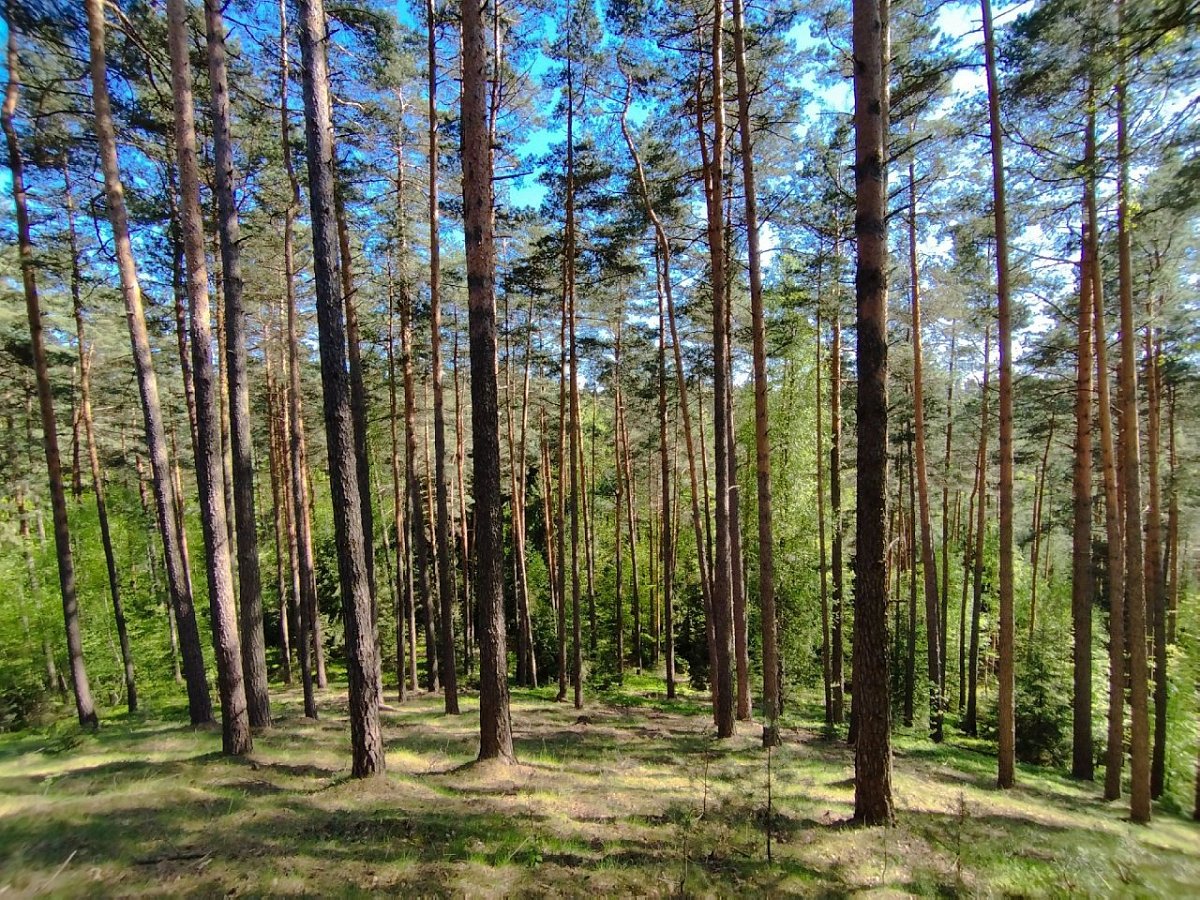 Novinská hůrka (443&nbsp;m)