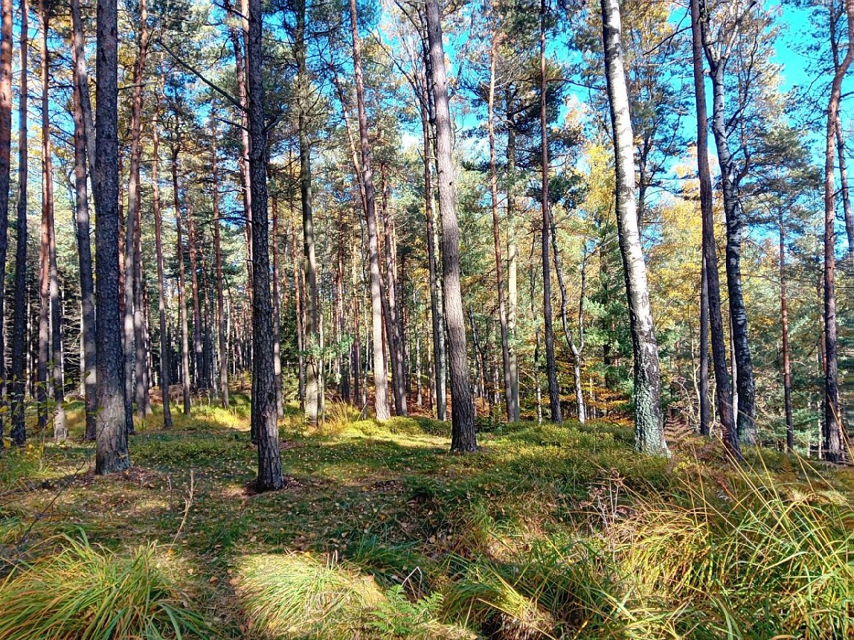 Štěpa (561&nbsp;m)