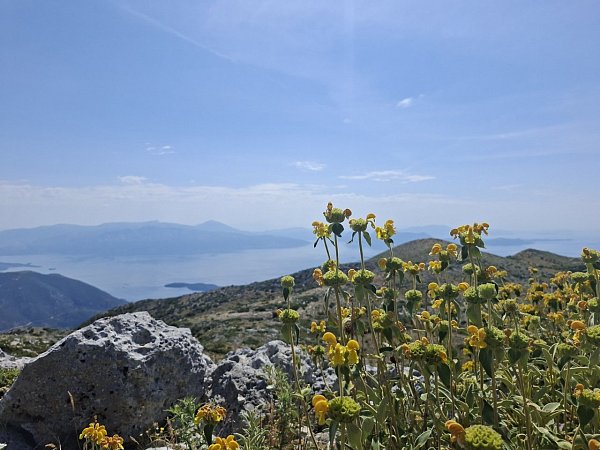 Mnimati