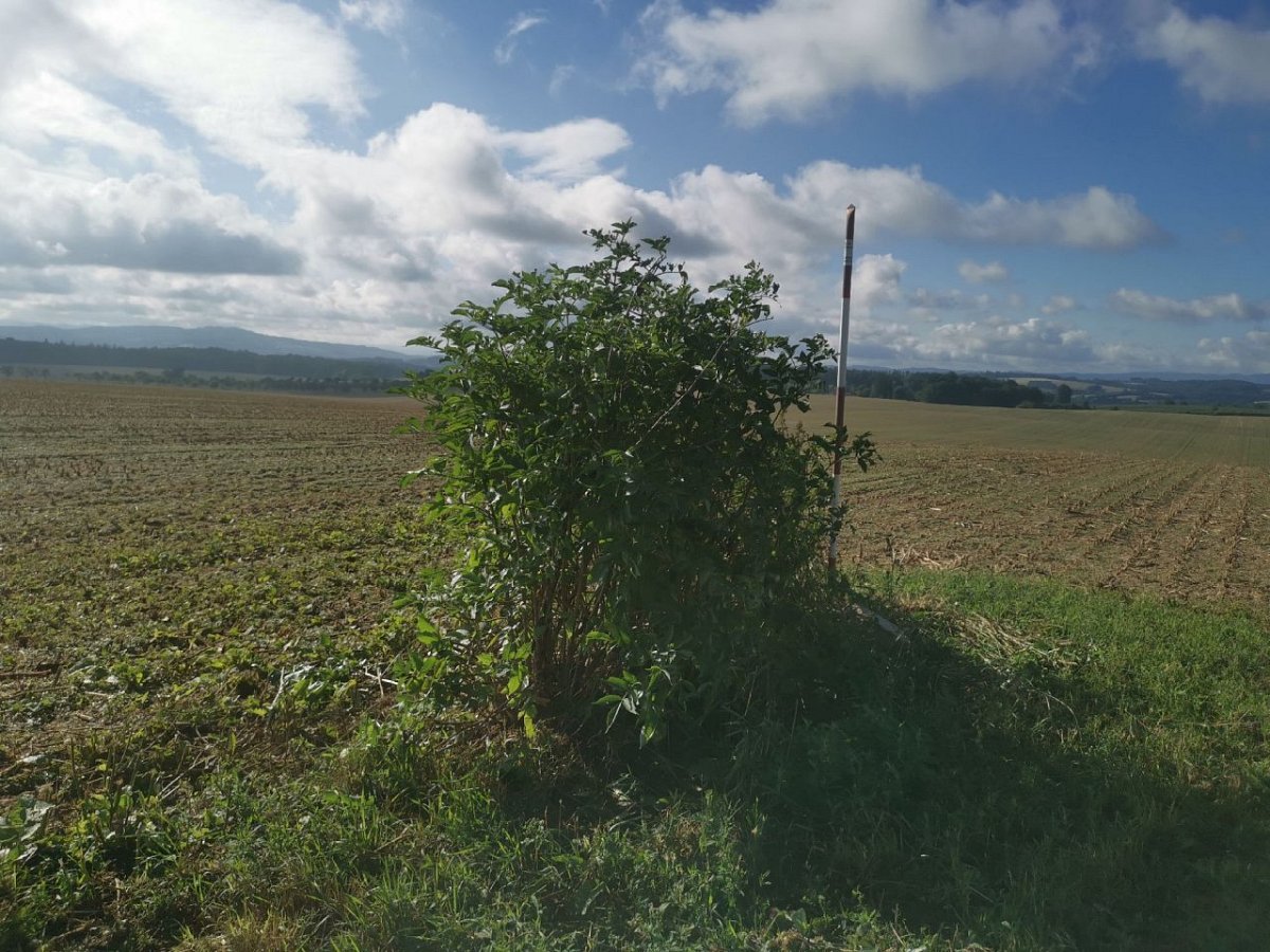Lučická Stráž (339&nbsp;m)
