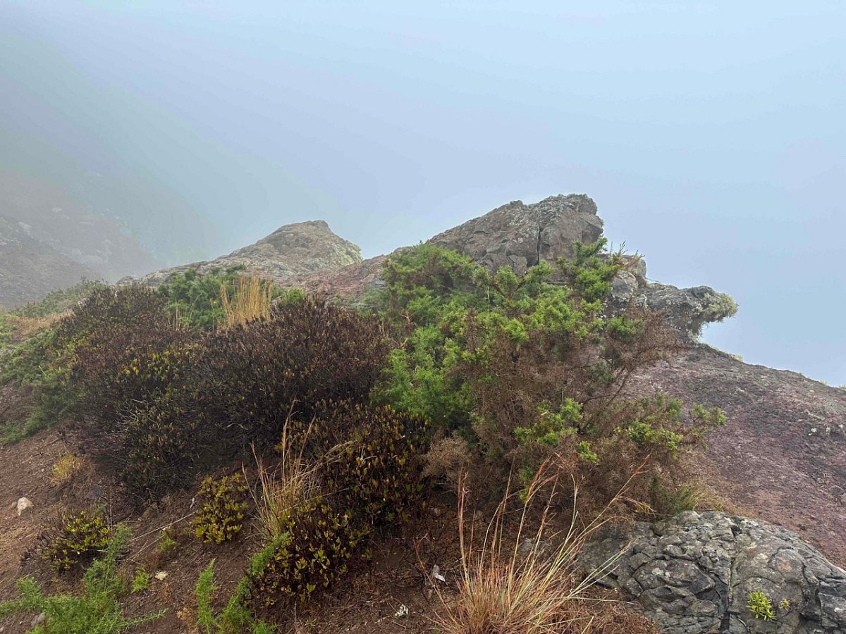 Pico das Roçadas (379 m)