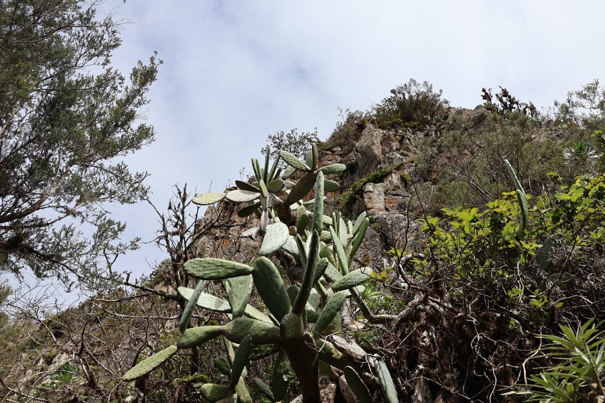 Roque de los Pasos (940&nbsp;m)