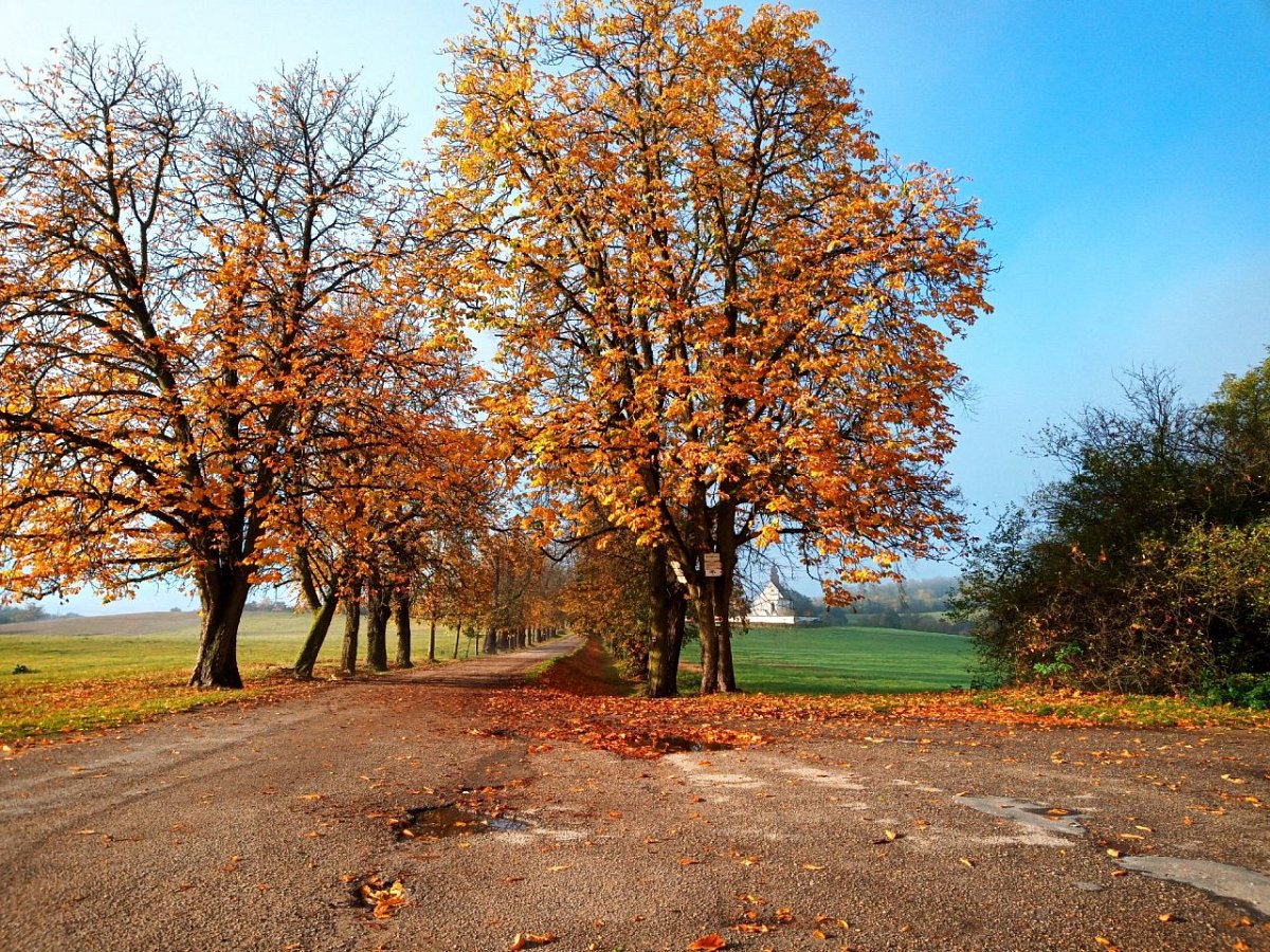 Veveří - hrad (295&nbsp;m)