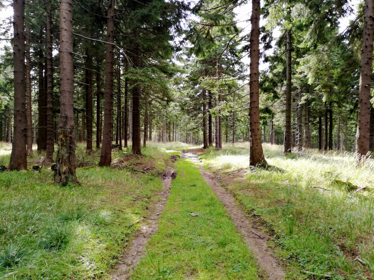 Černava
