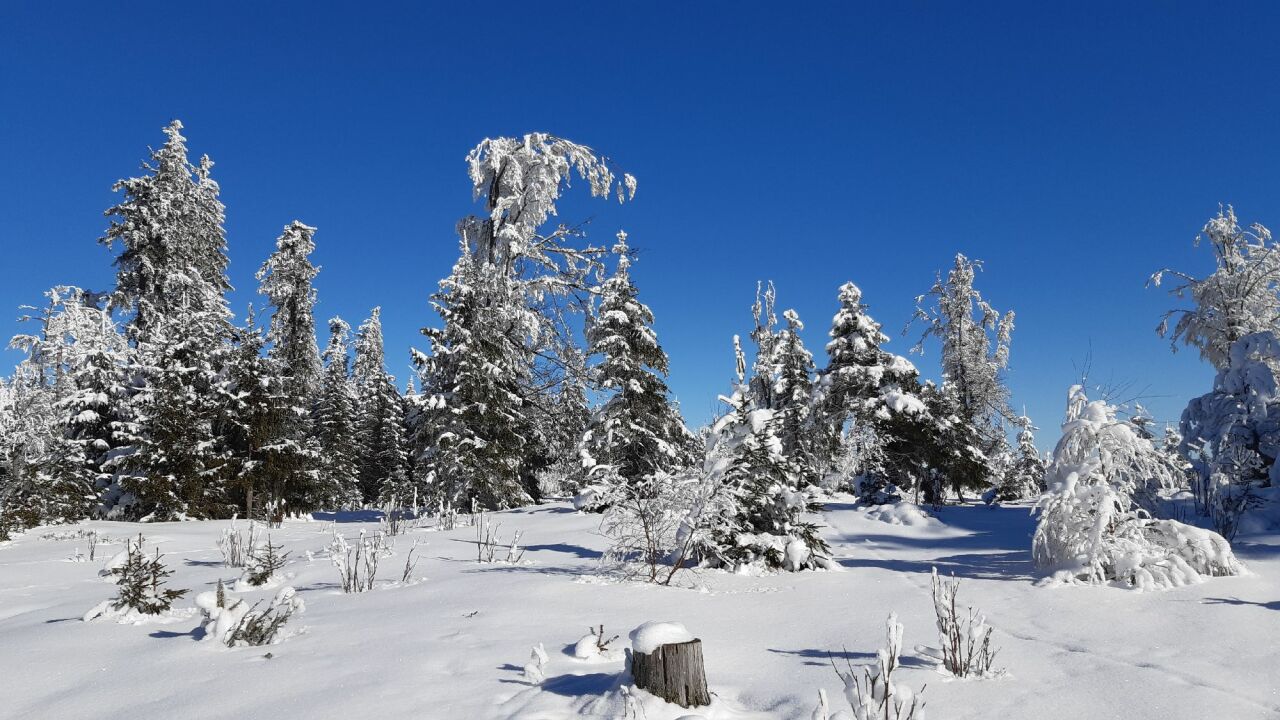 Javorná (1090&nbsp;m)