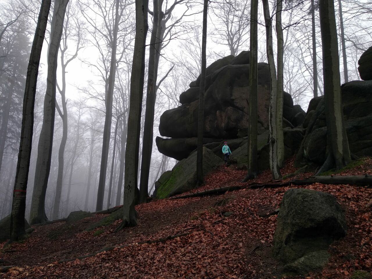 Kopřivník
